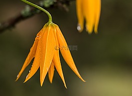 花,露珠,橙色