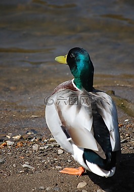 鴨,水,鳥