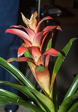 性質(zhì),廠,開花