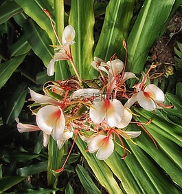姜花花,鲜花,植物