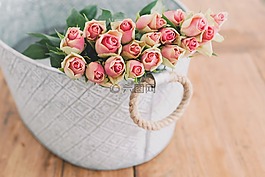 粉紅色,玫瑰,鮮花