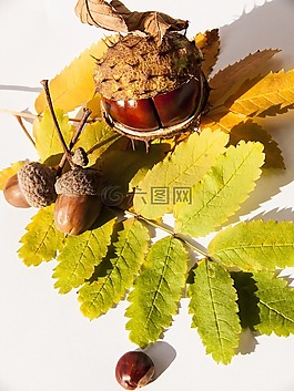 秋季,板栗,靜物