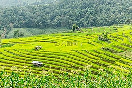 稻田,梯田,泰國