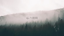 自然,樹,森林