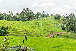 稻田,梯田,泰國(guó)
