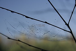 蜘蛛網(wǎng),雨滴,水