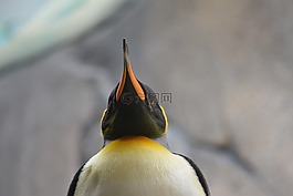 企鵝,鳥,條例草案