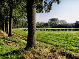 荷兰,农村,景观