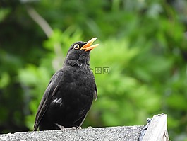 鳥,野生動物,性質(zhì)