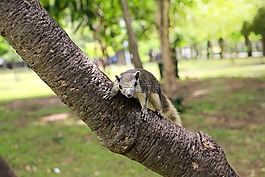 松鼠,動物,花園