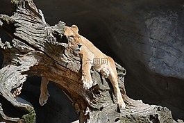 動物,母獅,懶惰