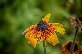 花,花瓣,橙色