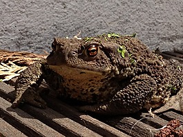 蟾蜍,青蛙,兩棲類