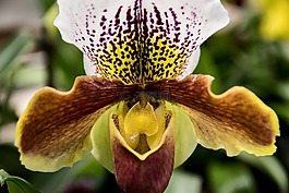 蘭花,開花,花