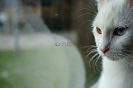 镜像,反射,奇数眼睛的猫
