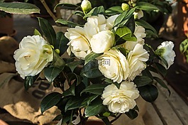 性質(zhì),鮮花,玫瑰