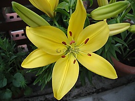 百合,黃色,開花
