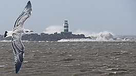 海鷗,風(fēng)暴,海