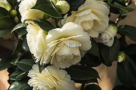 性質(zhì),花,玫瑰
