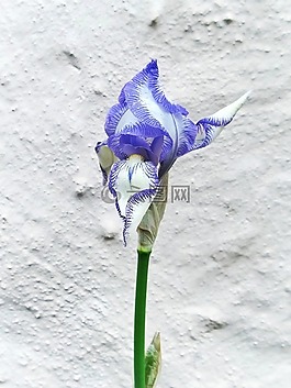 花,紫,百合