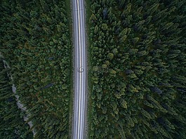 路,樹,森林