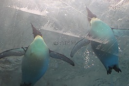 動物,企鵝,游泳