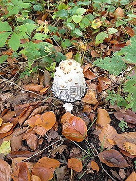 蘑菇,菌類,自然