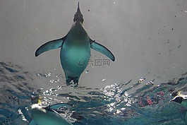 動物,企鵝,游泳