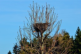 鳥巢,storchennest,孵化場