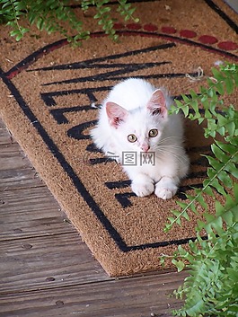 基蒂,貓的,貓