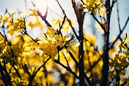 黃色,花,樹