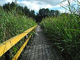 橋,里德,路