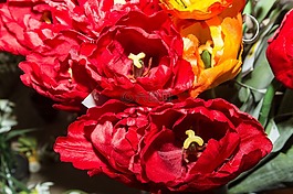 性質(zhì),鮮花,郁金香