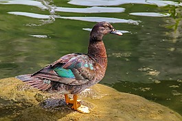 鴨,湖,水禽