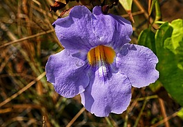 牵牛花,花,紫色