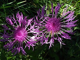 薊,植物區(qū)系,花