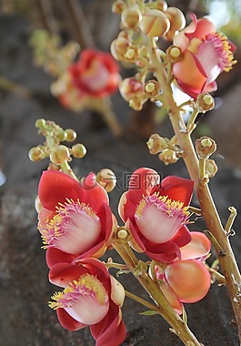 撒拉族,花,佛