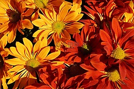 秋季,asters,豐富多彩