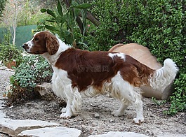 威爾士施普林格,史賓格犬,狗