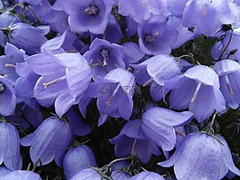 鈴花,桔梗,植物區(qū)系