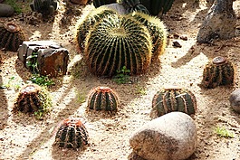 仙人掌,刺,植物