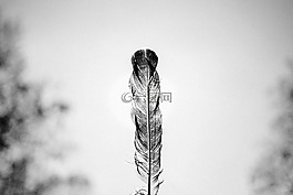 雞,鳥(niǎo),動(dòng)物