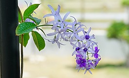 攀登,藤,紫色