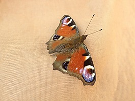 蝴蝶,孔雀蝴蝶,昆蟲
