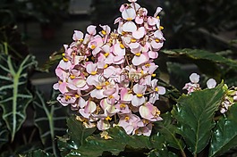 花,開花,關(guān)閉