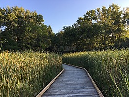湿地,木桥,韦斯特伍德山自然中心
