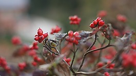 堅果,分支,紅色水果