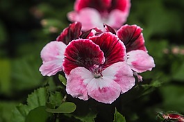 花,開花,關(guān)閉