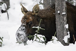 駝鹿,雪,野生動物