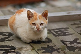 貓,幼貓,動物